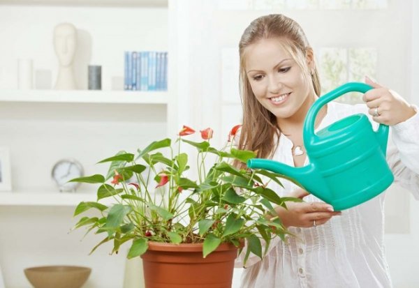 Когда и как подкармливать комнатные растения? 