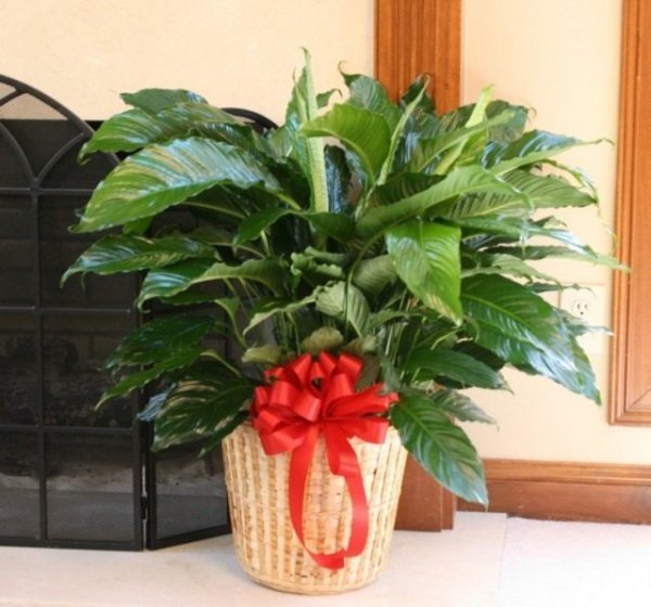 Как украсить комнатные растения к празднику быстро и без вреда. 