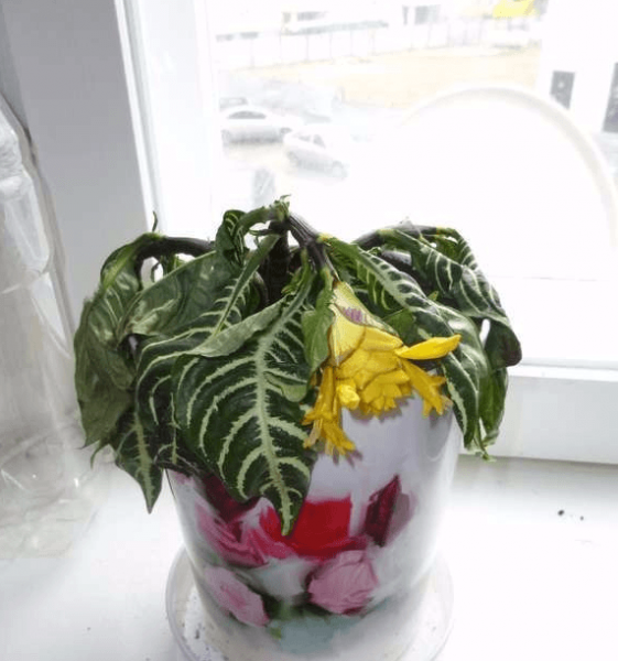 Афеландра все нюансы ухода за цветком в домашних условиях с фото и видео 