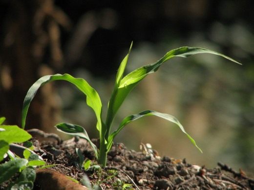 Удобрение и подкормка растений - виды и свойства 