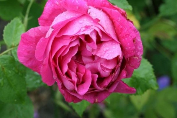 Бурбонские розы фото - сорта, описание, особенности выращивания 