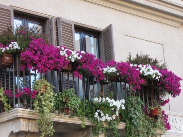 Растения на балконе. Подбор растений для ветреных, солнечных и притененных балконов 