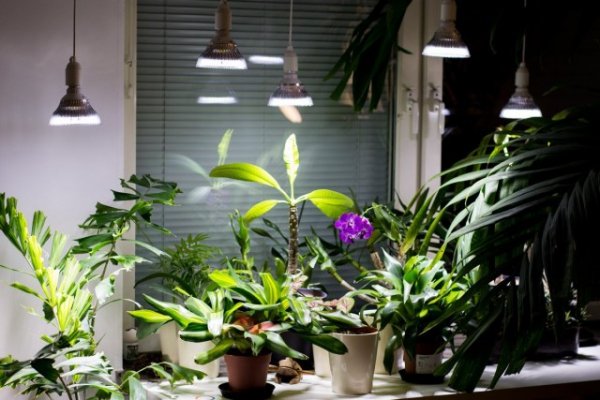 Световой режим для растений и Этиоляция, досветка зимой 