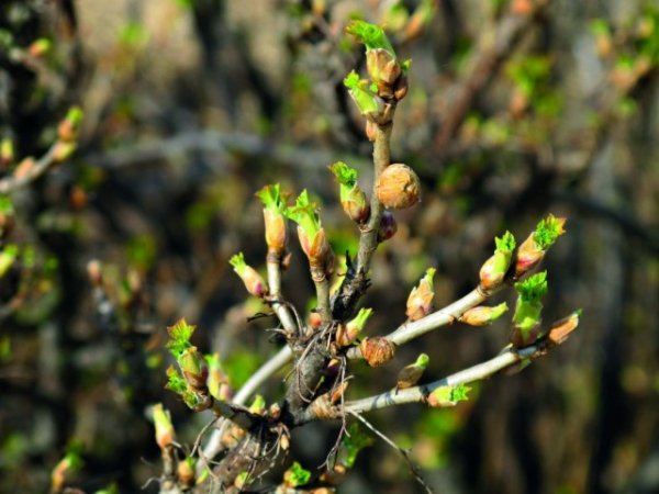 Почковый клещ на смородине - меры борьбы весной и осенью 