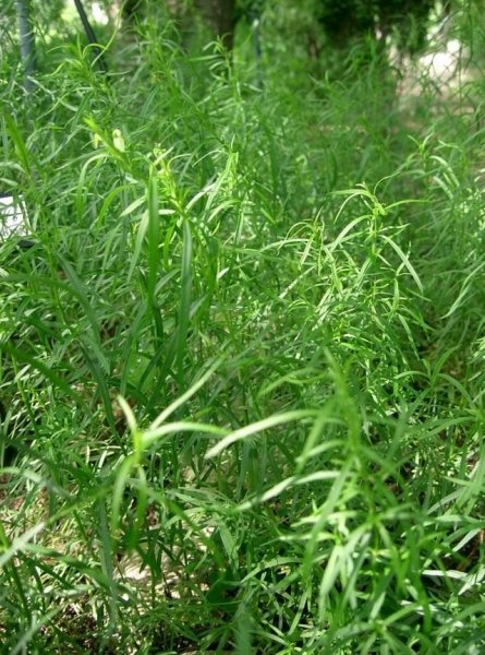 Пряные травы в саду и огороде фото и название, полезные свойства 