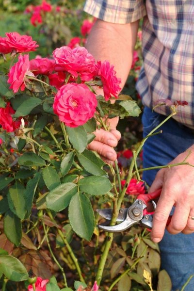 Обрезка плетистых роз клаймеров и рамблеров - правила и сроки 