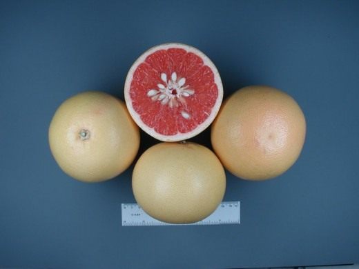 Цитрусовые фрукты список названий и фото 