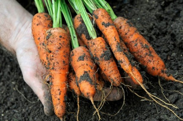 Посев моркови под зиму и посадка озимой моркови осенью 