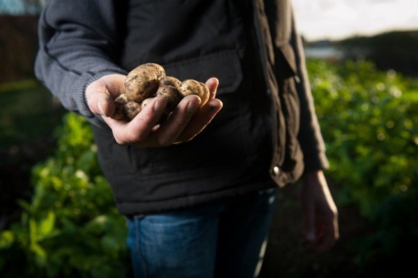 Ранний картофель и секреты раннего урожая + фото и видео 