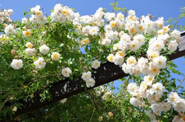 Календарь ухода за плетистыми розами 2019 по сезонам и месяцам 
