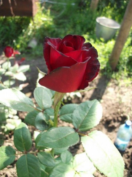 Розы из осенних черенков и осеннее черенкование с фото и видео 
