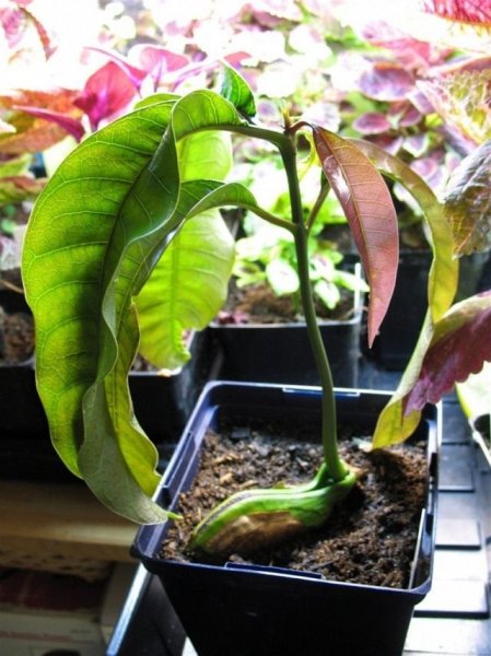 Выращивание манго из косточки в домашних условиях 