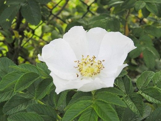 Роза морщинистая фото и описание сорта, посадка и уход 
