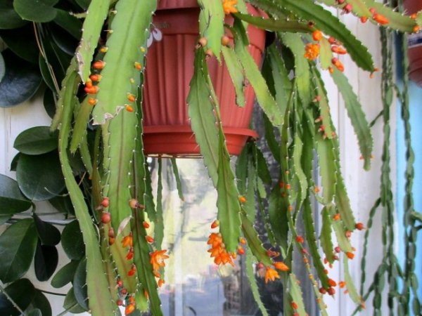 Аканторипсалис — крупный и послушный лесной кактус 