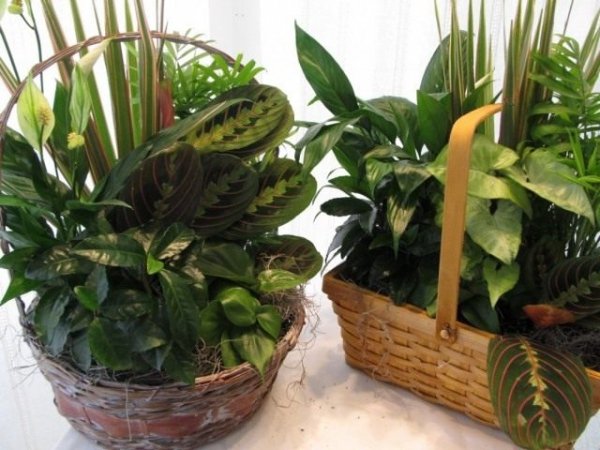 Комнатные растения в качестве живого букета и букеты из живых цветов 