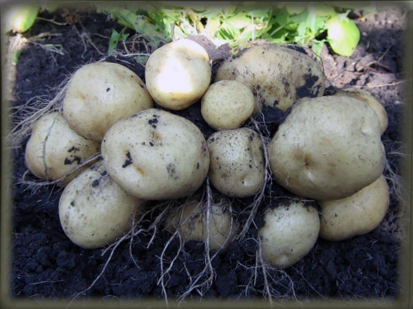 Древесная и угольная зола как удобрение для картофеля, цветов, винограда и др. 