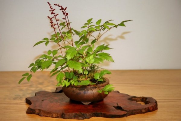 Комнатная астильба — из сада в комнату и обратно. Выращиваем садовую астильбу дома. Фото и видео 