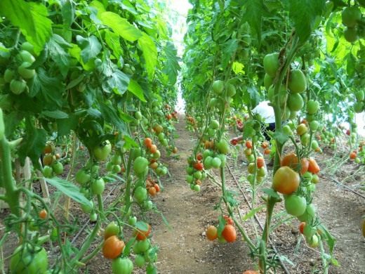 Выращивание помидоров в теплице от и до с фото и видео 