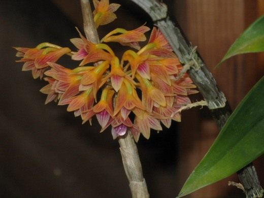 Дендробиум орхидея - уход в домашних условиях с фото и видео 