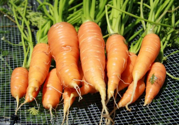Посев моркови под зиму и посадка озимой моркови осенью. 
