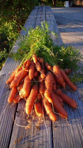 Полезные свойства моркови - состав и противопоказания 