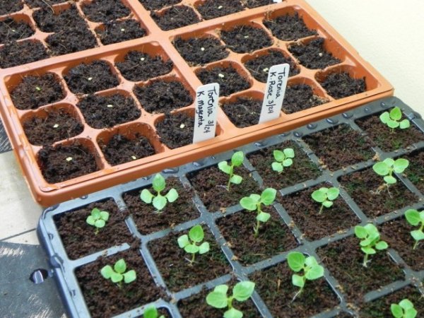 Как выращивать торению из семян в домашних условиях 