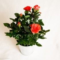Адаптация комнатных роз. Уход за розой в домашних условиях с фото и видео 