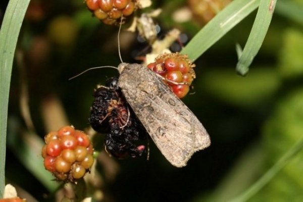 Совка фото - описание и методы борьбы с бабочкой вредителем 