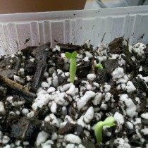 Выращивание адениума из семян в домашних условиях 