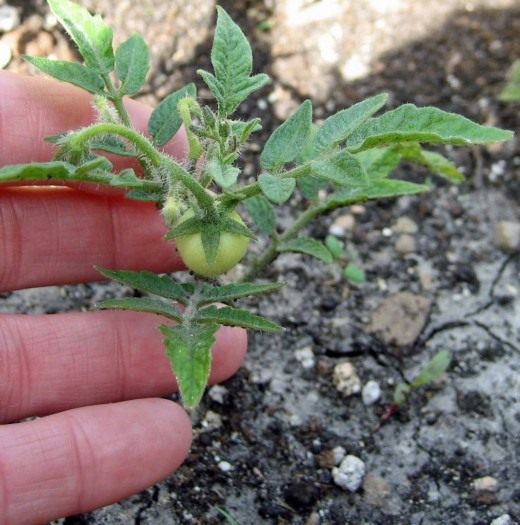 Выращивание помидоров в открытом грунте от А до Я с фото и видео 