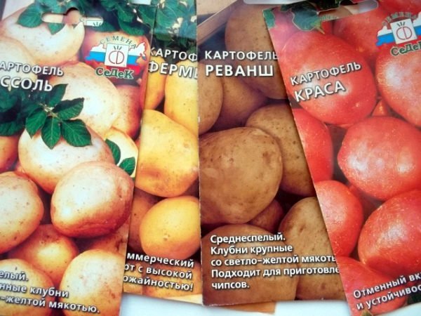 Выращивание картофеля из семян и посадка на рассаду 