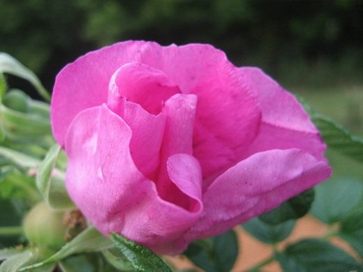Роза морщинистая фото и описание сорта, посадка и уход 