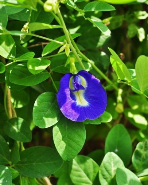 Клитория – красивоцветущее и очень целебное растение. 