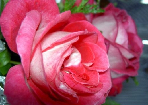 История розы как культуры цветов, легенды и предания про розы 