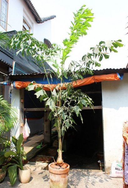 Пальма кариота - уход в домашних условиях с фото и видео 