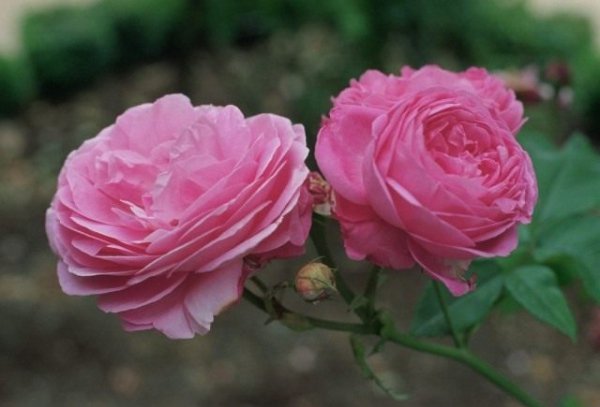 Бурбонские розы фото - сорта, описание, особенности выращивания 