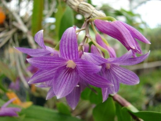 Все про орхидеи от А до Я - выращивание и уход, виды орхидеи 