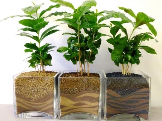 Кофе и кофейное дерево - выращивание и уход в домашних условиях 