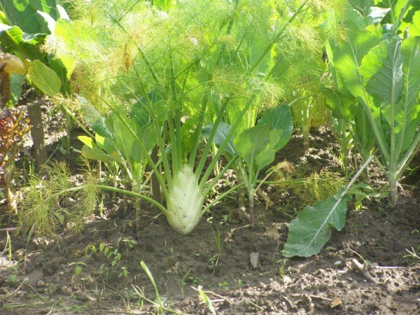 Выращивание фенхеля из семян дома и в саду с фото и видео 