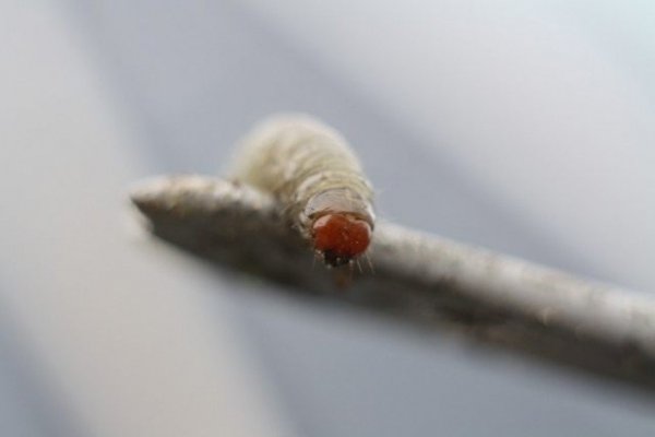 Совка фото - описание и методы борьбы с бабочкой вредителем 