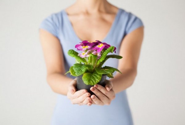Цветы в горшке в подарок женщине фото и названия с описанием 