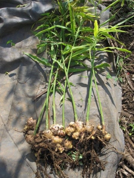 Имбирь - выращивание дома и в открытом грунте, применение 