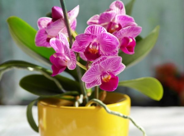 Как продлить цветение орхидеи - способы и советы 