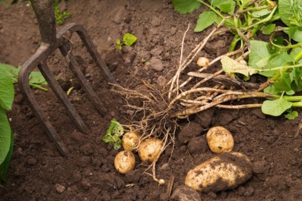 Выгодно ли выращивать картошку на своем участке? 
