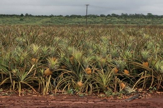 Домашний ананас - выращивание и уход, размножение, фото 