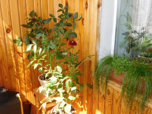 Георгина садовая на балконе - выращивание и уход с фото и видео 
