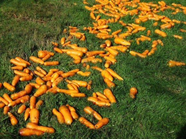 Выращиваем морковь - посадка и уход с фото и видео 