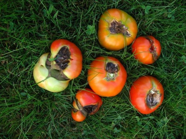 Почему гниют помидоры на ветке - причины и методы борьбы 