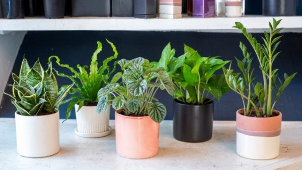 Подбор комнатных растений, подходящих к условиям в вашем доме 