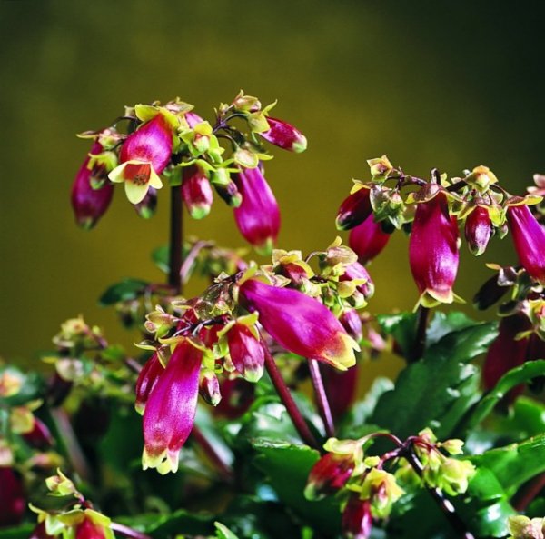Комнатные растения с трубчатыми цветками — фото с названиями ТОП-5